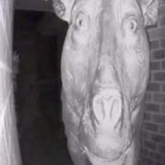 Meet your Posher, Patrick - Picture 1 of 1